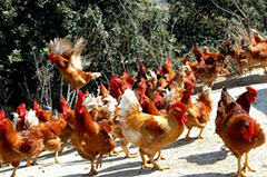 如何使雞群的免疫達到最佳效果？！