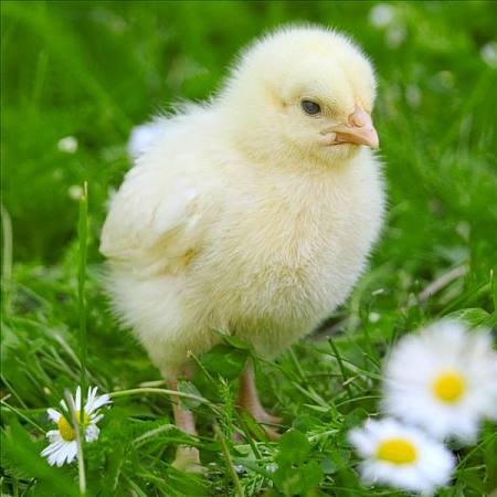 雞群慢性呼吸道疾病，應該用哪些方法可以起到有效防治？
